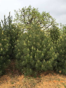 苗木种植中心专业供应白皮松苗木 白皮松苗木采购,苗木种植中心专业供应白皮松苗木 白皮松苗木采购生产厂家,苗木种植中心专业供应白皮松苗木 白皮松苗木采购价格