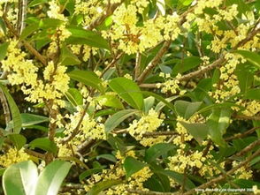 供应南京绿化苗木花木精品桂花 四季桂花指导价 供应南京绿化苗木花木精品桂花 四季桂花厂商 供应南京绿化苗木花木精品桂花 四季桂花厂商 图 尽在农苗网 南京市浦口区陡门苗圃场