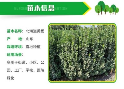 润景 直立冬青 园林绿化工程苗 1.8米北海道黄杨绿篱苗