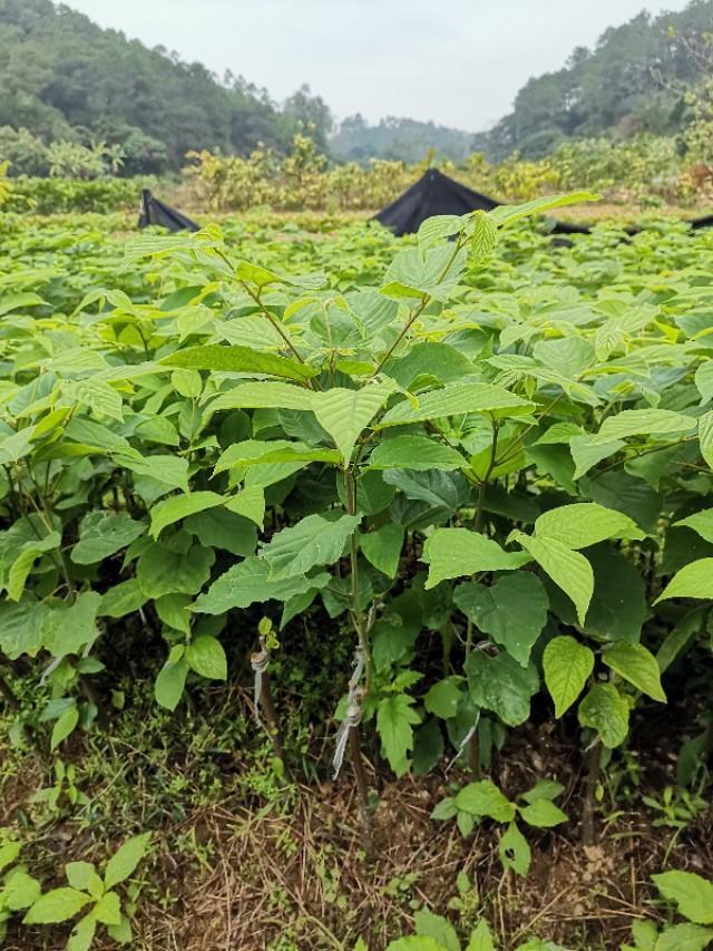 果树苗木种植技术交流指导