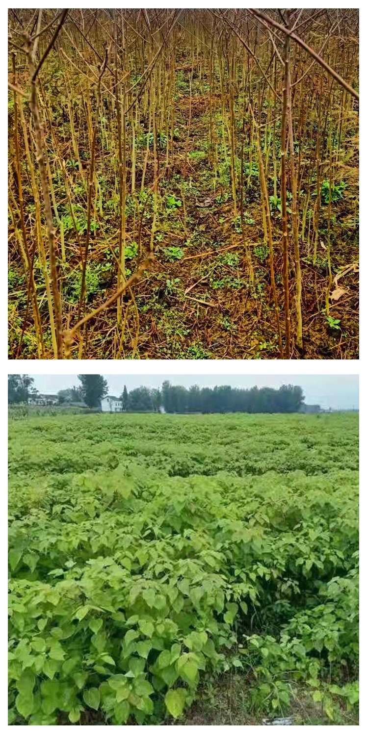 山桐子苗 川桐32号慧仙苗木 油葡萄 园林种植基地