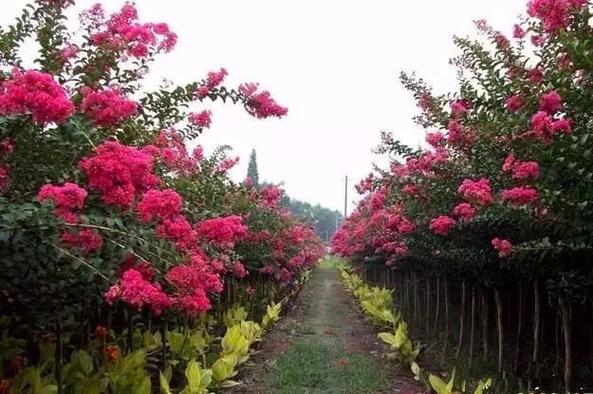 全国各地区适合种植的苗木汇总