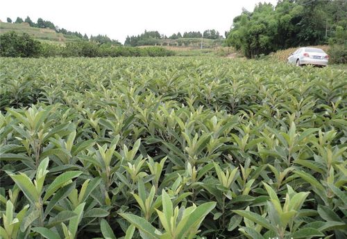 枇杷苗厂家直销 量大实惠，助力高效种植